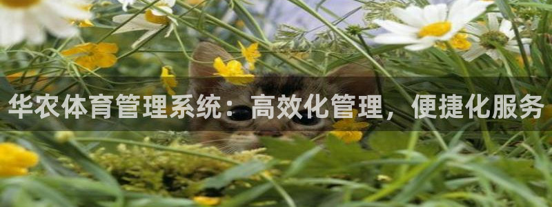 必一运动短信